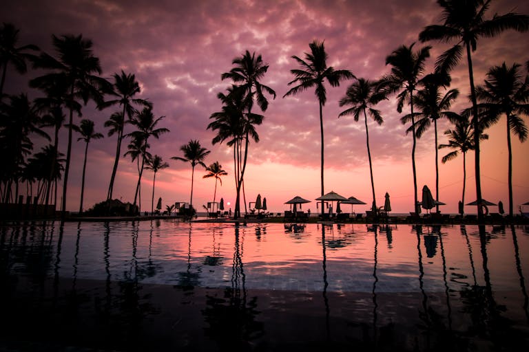 Coconut Palm Tress Beside Calm Sunset over the ocean in shades of pink and orange