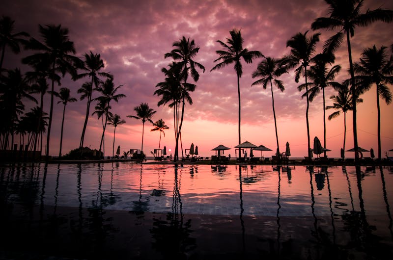 Coconut Palm Tress Beside Calm Sunset over the ocean in shades of pink and orange