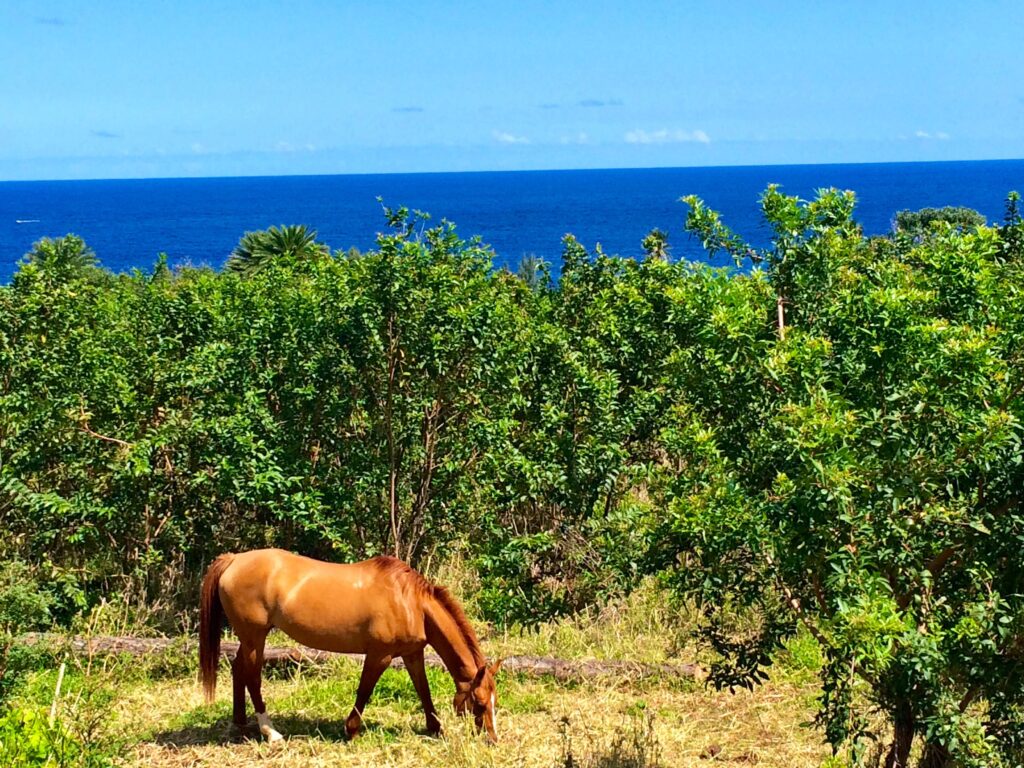 Brown horse in Hana, Maui