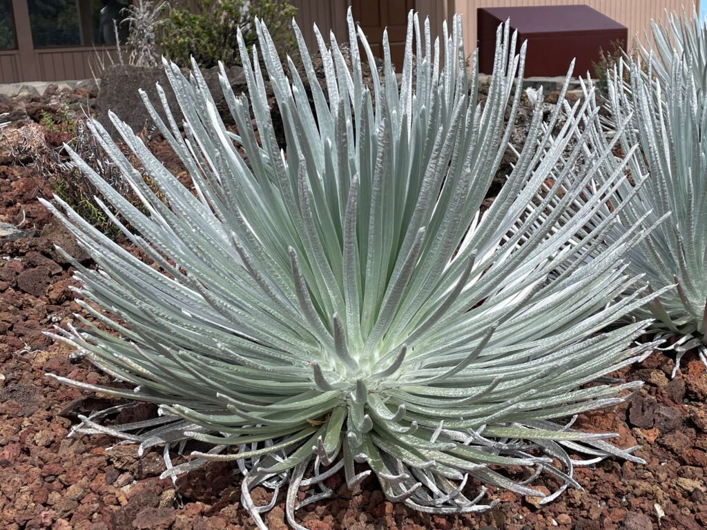 Haleakala Silversword an alpine plant that grows on the dormant volcano Haleakala, Maui.