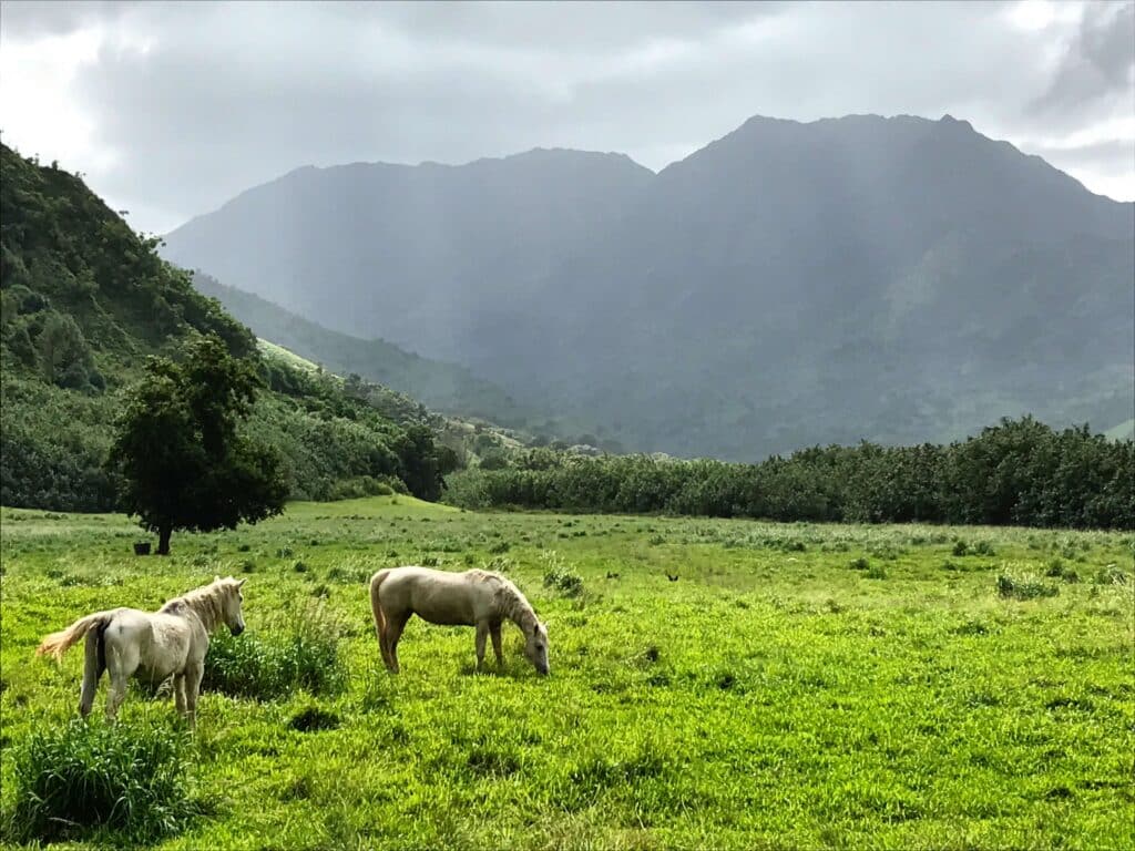 Image of white horses in a field in Hanalei, Kauai