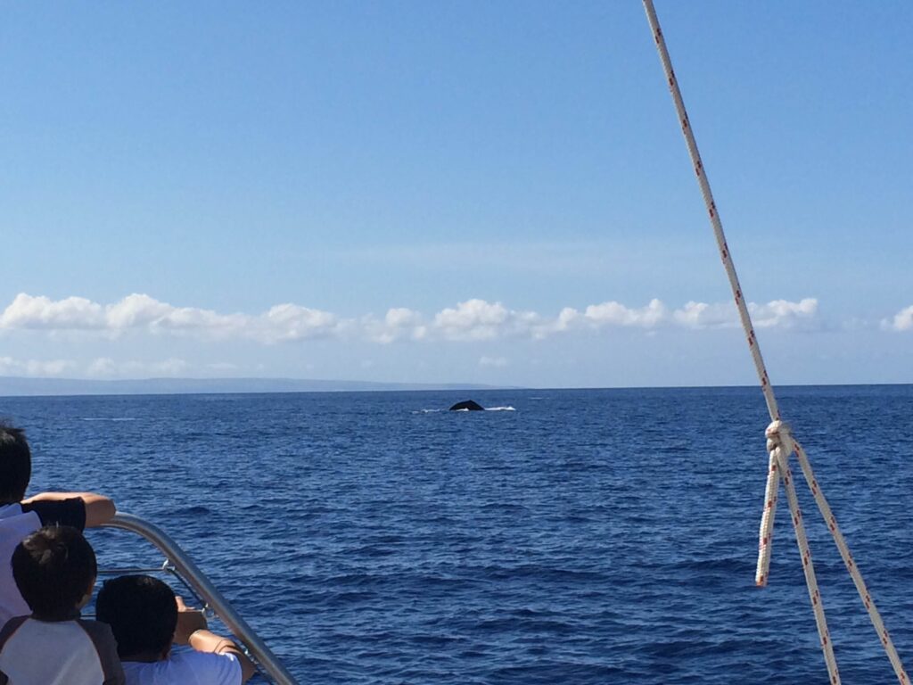 View of a whale coming out of the water from a catamaran whale watch tour.