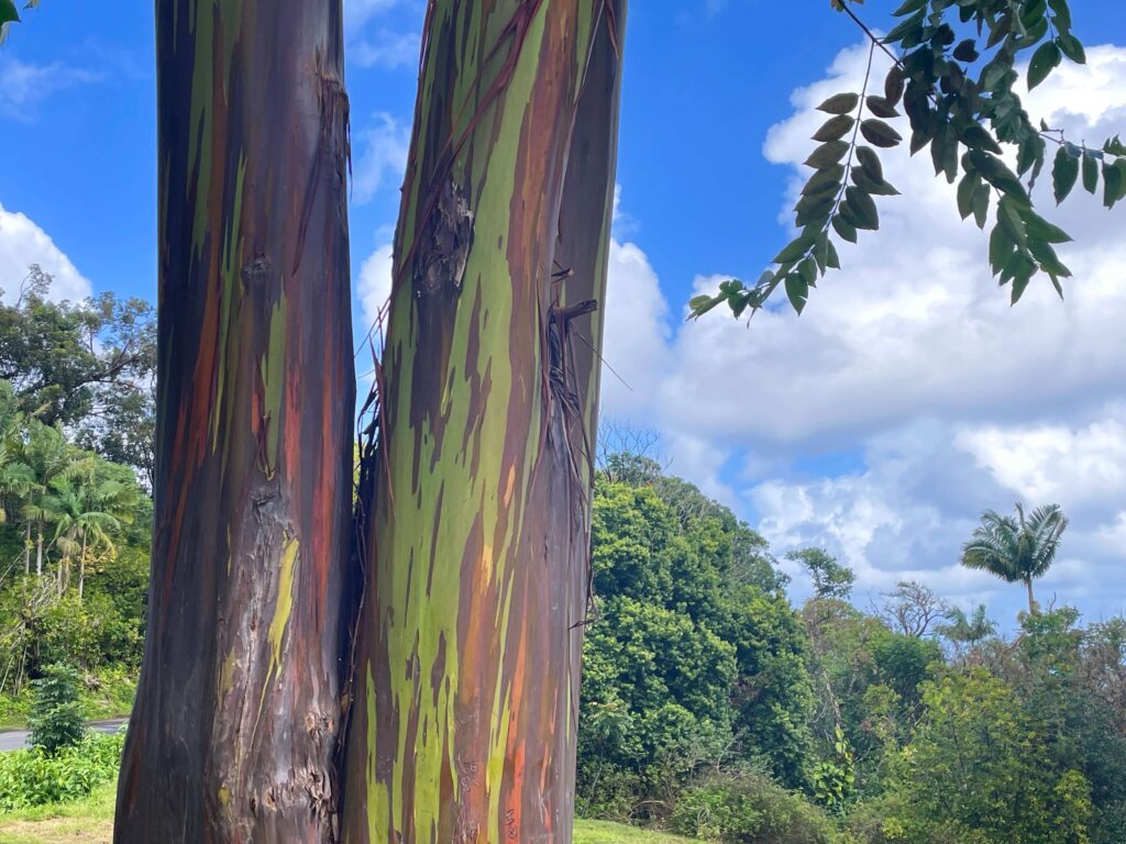 Rainbow eucalyptus tree along the Road to Hana, Maui, Hawaii.