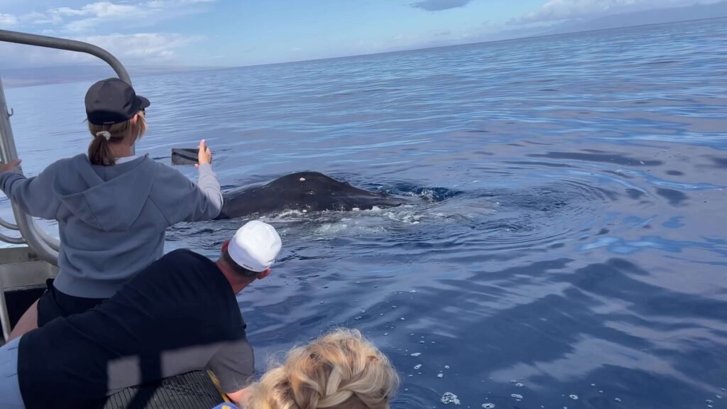 Passengers on an ocean raft tour taking pictures of a whale next to their watercraft.