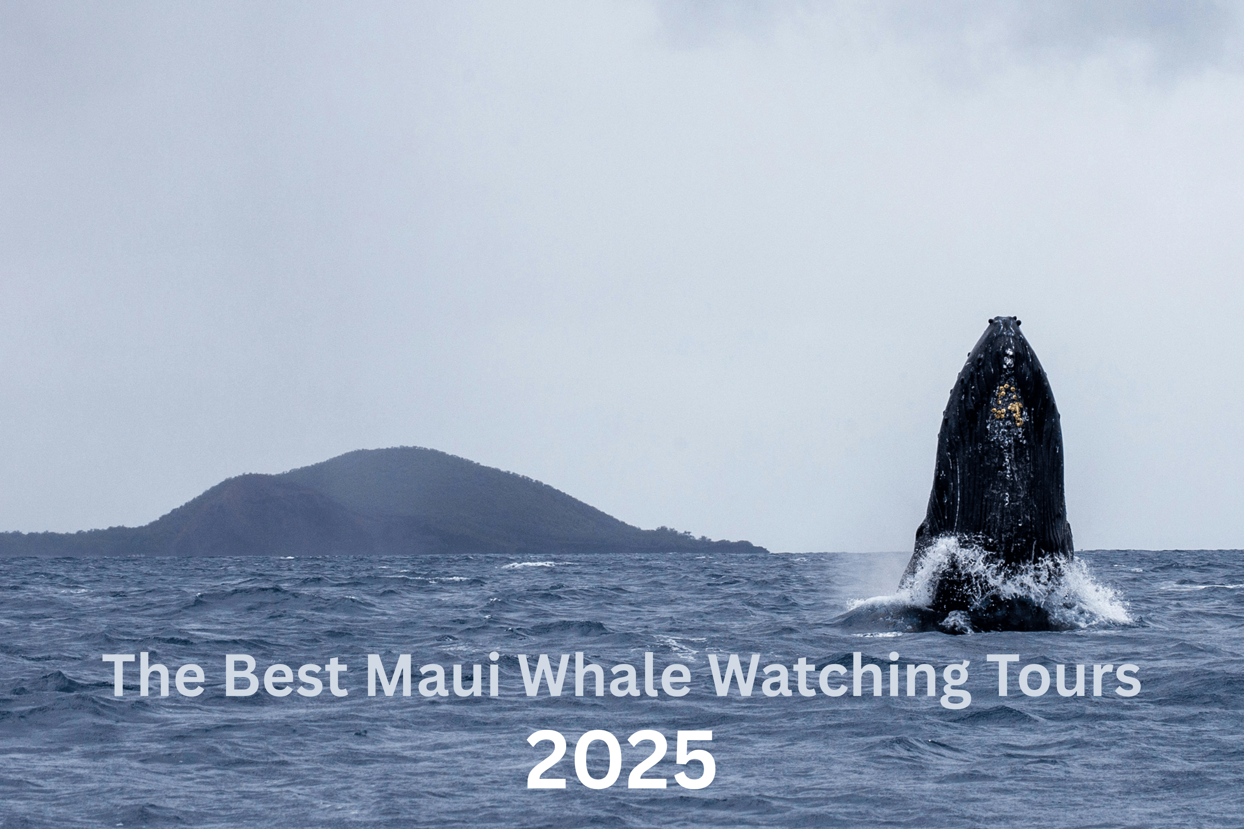 Best Maui Whale Watching Tours in 2025 featuring a whale spyhopping in the waters off Maui.