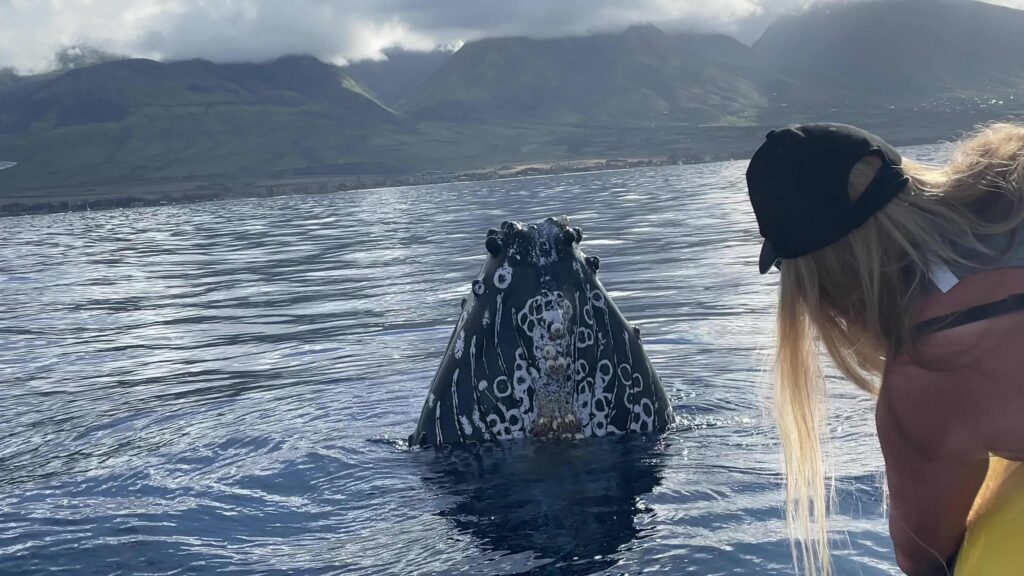 Whale spyhopping an ocean raft tour in Maui.