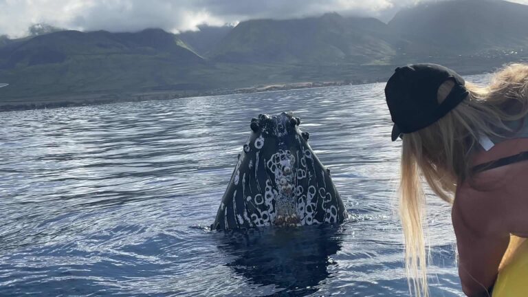 Whale spyhopping an ocean raft tour in Maui.