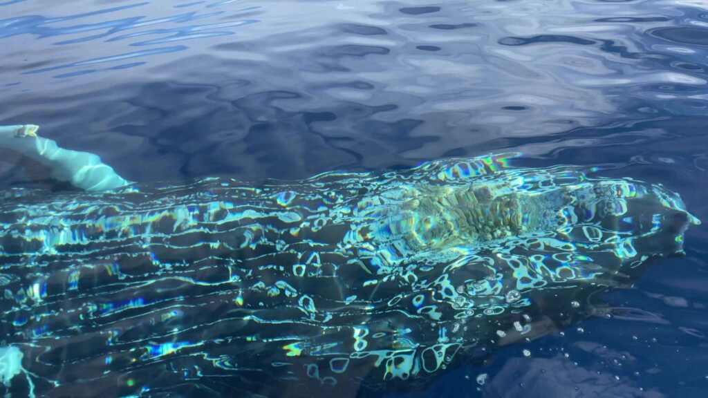 Whale swimming underneath whale watching raft tour.