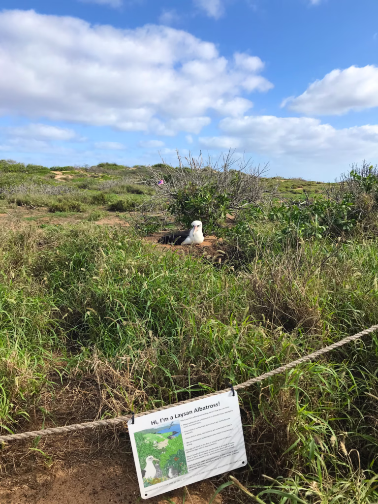 Albatross at Kaena Point