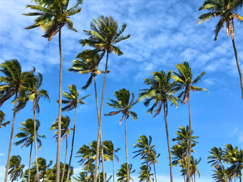 Coconut Palms at Coconut Coast Kauai